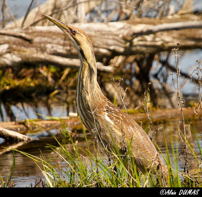 Butor dAmrique - American Bittern