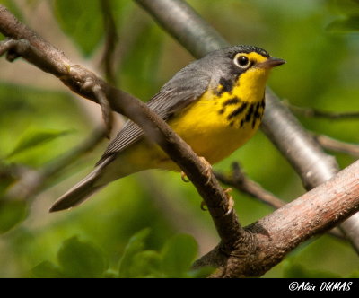 Paruline du Canada Femelle - Female Canada Warbler