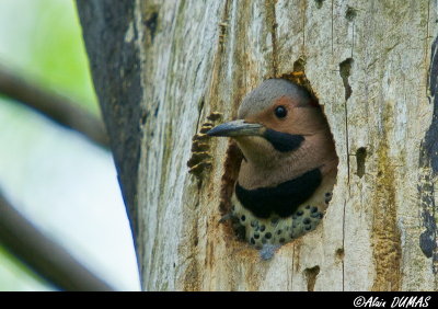 Pic Flamboyant Mle au Nid - Northern Flicker in Nest