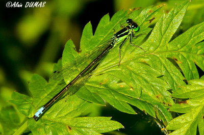 Demoiselle - Damselfly