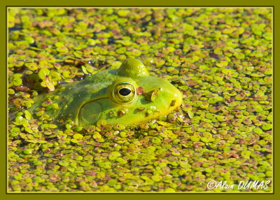 Ouaouaron - American Bullfrog