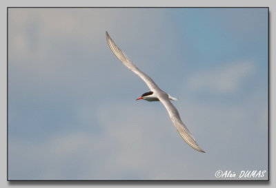 Sternes Pierregarin - Common Terns