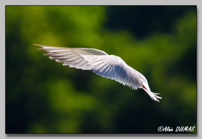 Sterne Pierregarin - Common Tern