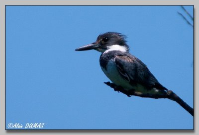 Martin Pcheur - Belted Kingfisher