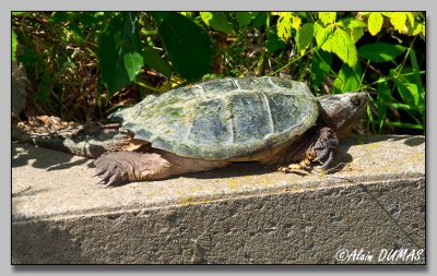 Tortue Serpentine - Snapping Turtle