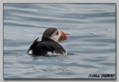 Macareux Moine - Atlantic Puffin