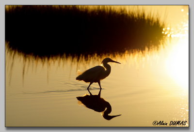 Aigrette Neigeuse - Snowy Egret