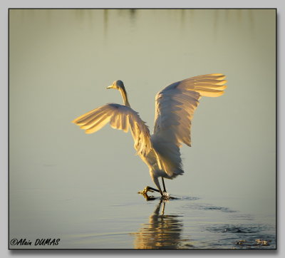 Aigrette Neigeuse - Snowy Egret