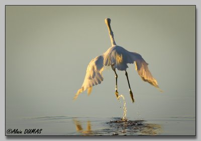 Aigrette Neigeuse - Snowy Egret