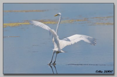Grandre Aigrette - Great Egret