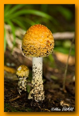 Champignons - Mushrooms