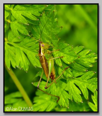 Conocphale  ailes courtes - Short-winged meadow katadid