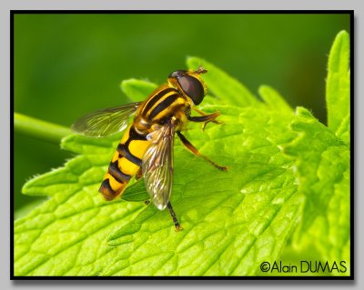 Grand Syrphide  bandes thoraciques - Stripped large syrphid