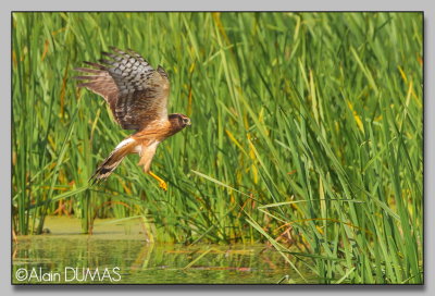 Busard Saint-Martin - Northern Harrier