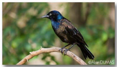 Quiscale Bronz - Common Grackle