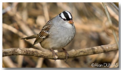 Bruant  couronne blanche White-crowned Sparrow