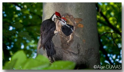 Grand Pic Mle avec Juvnile - Male Pileated Woodpecker with Juvenile