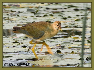 Talve Violace Juvnile - Juvenile Purple Gallinule