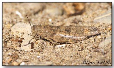 Oedipode  pattes noires - Boll's Grasshopper