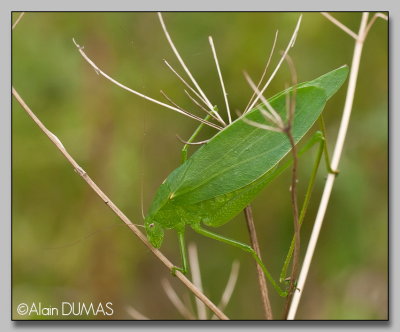 Scuddrie  ailes oblongues - Oblong-winged katydid