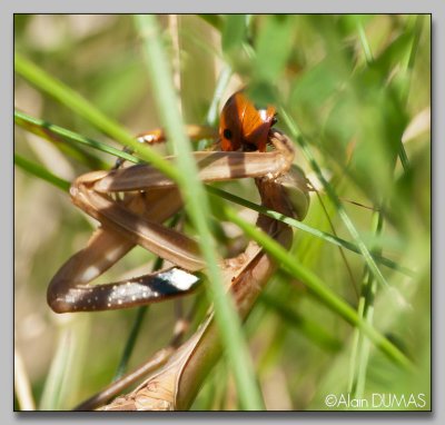 Mante Femelle dvorant une coccinelle - Female Mantid eating a Lady Bug