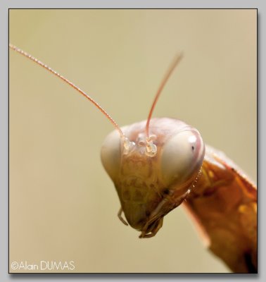 Mante Brune Femelle - Female Brown Mantid