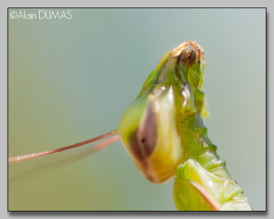 Mante Femelle - Female Mantid