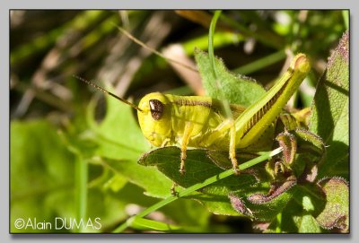 Criquet des Champs - Marsh meadow grasshopper