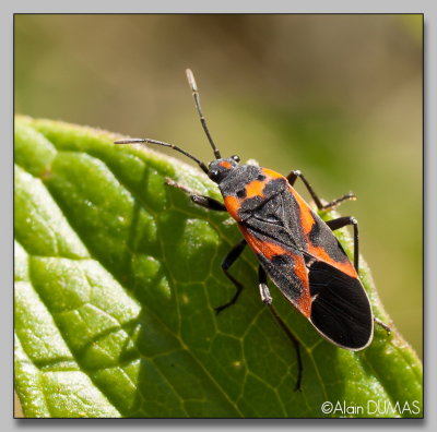 Petite Punaise de lasclpiade - Small Large Milkweed Bug