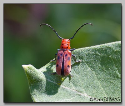 longicorne de l'asclpiade - Red milkwwed beetle