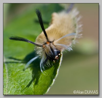 Chenille de l'halisidote du pommier - Banded tussock moth caterpillar