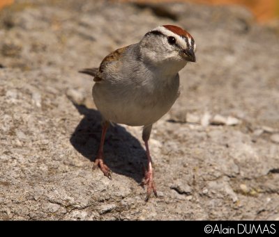 Bruant Familier - Chipping Sparrow