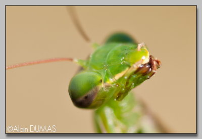 Mante Religieuse Femelle - Female European Mantid