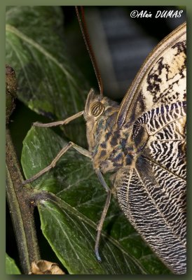 Papillon-chouette - Owl butterfly