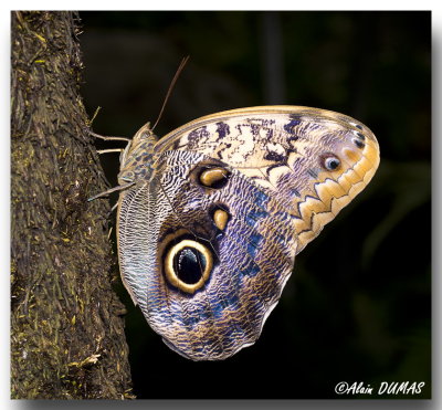 Papillon-chouette - Owl butterfly