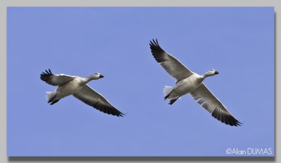 Oie des Neiges - Snow Goose