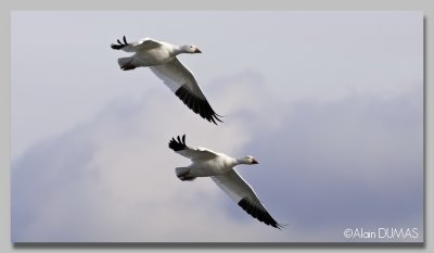 Oie des Neiges - Snow Goose