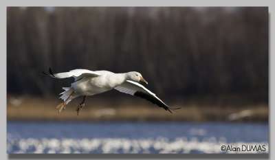 Oie des Neiges - Snow Goose