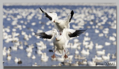 Oie des Neiges - Snow Goose