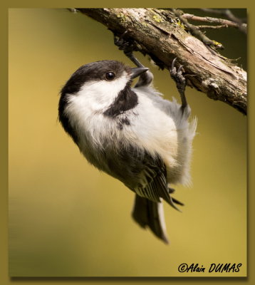 Msange  tte noire - Black-capped Chickadee