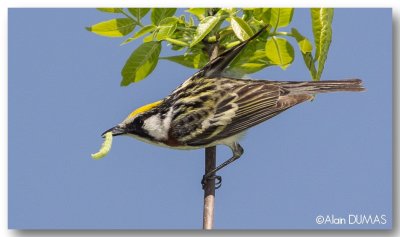 Paruline  flancs maron mle - Male Chestnut-sided warbler