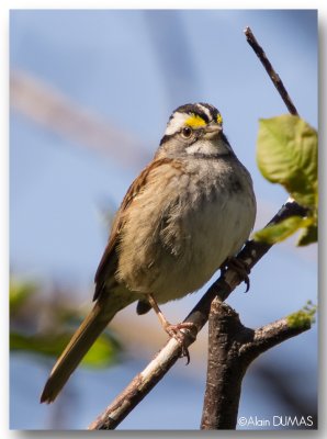 Bruant  Gorge Blanche - White Throated Sparrow