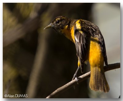 Oriole du Nord - Nothern Oriole