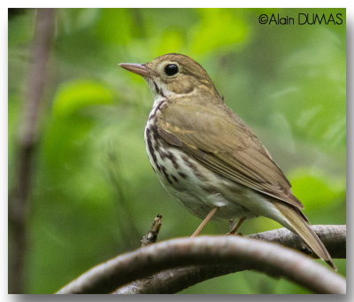 Paruline Couronne  -  Ovenbird