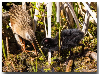 Rles de Virginie - Virginia Rails