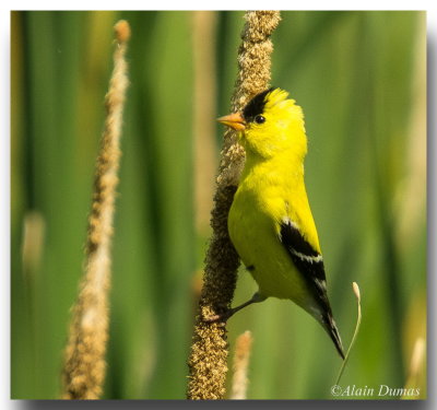Chardonneret Jaune Mle - Male American Goldfinch