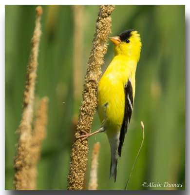 Chardonneret Jaune Mle - Male American Goldfinch