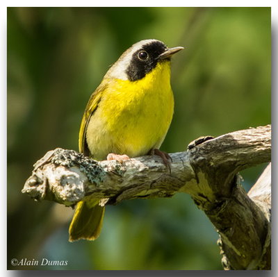 Paruline Masque Mle - Male Common Yellowthroat