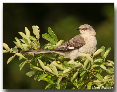 Moqueur Polyglotte - Northern Mockingbird