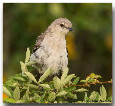 Moqueur Polyglotte - Northern Mockingbird